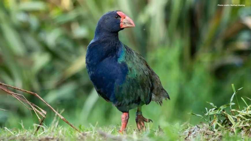 12._Nov_Takahe